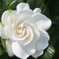 Bloom Baby, Bloom Candle Refill