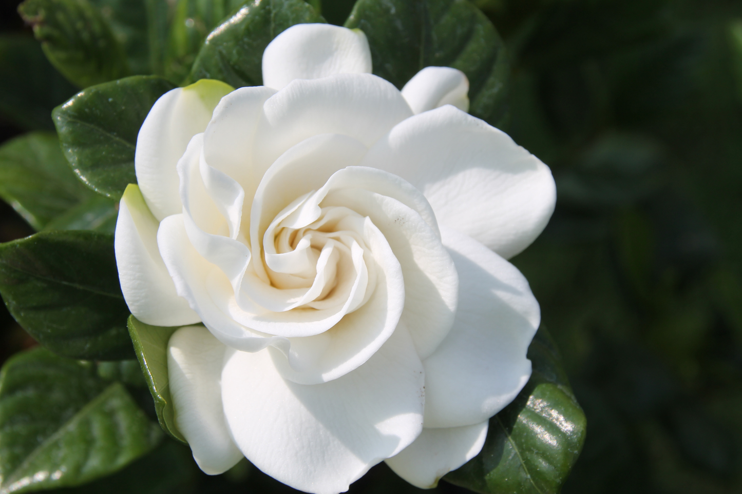 Bloom Baby, Bloom Candle Refill